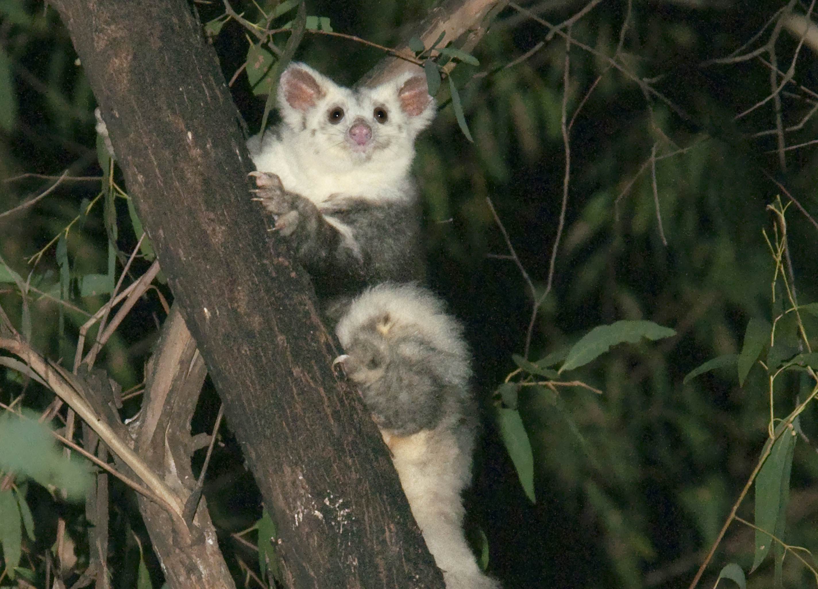 New discovery triples the greater glider species in Australia Lonely